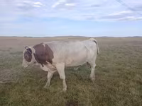 Touro, Simmental cattle — foto 1
