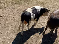 ወንድ በሬ, Cattle — ፎቶ 3