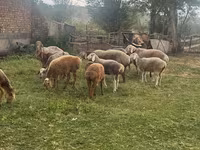 Pecora, Pecore — foto 1