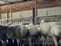 Ram, Sheep — photo 1