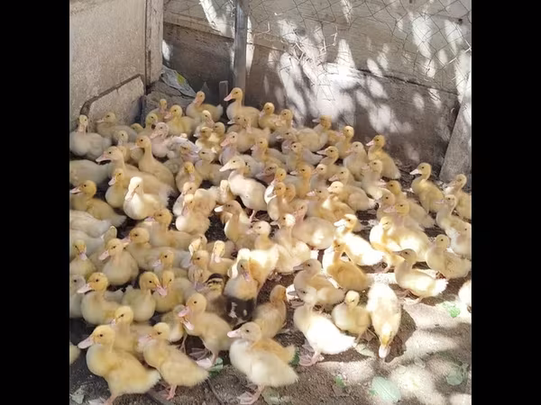 جرمن پکین