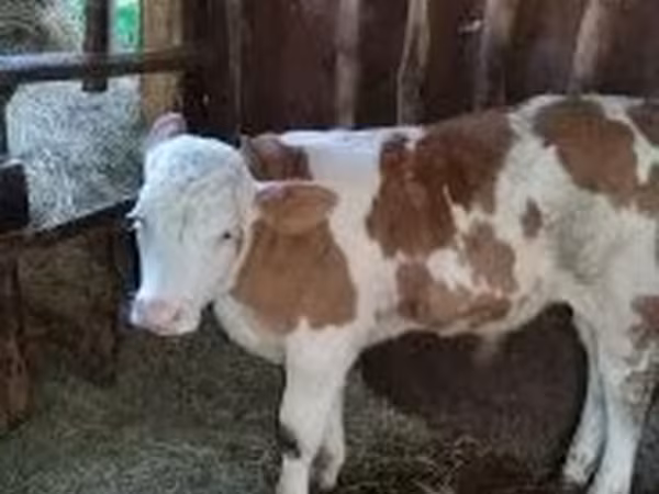 Bull, Simmental cattle — Hungary