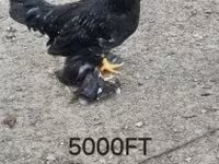 Chickens — fotografija 4