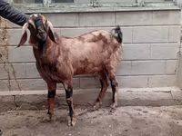 بز نر, Beetal goats — عکس 3