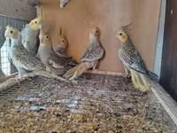 Vatsapla elaqe saxlasyin quslar qefesler Məhsul: Nimfa (Cockatiel) — foto 1