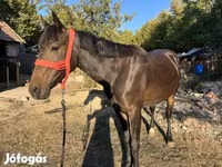 Klisna, Friesian — foto 1