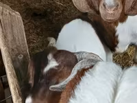 Ziegenbock, Boer goat — Foto 3