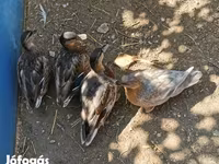 Ducks — zdjęcie 6