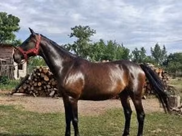 ม้าตัวเมีย, Nonius horse