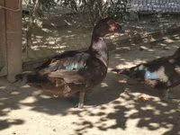 Ducks — عکس 3