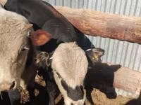 Krava, Latvian Blue cattle — foto 1