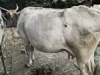 Krowa, Bydło — zdjęcie 1
