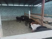 Kambing betina, Sheep — foto 1