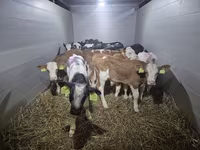 ወንድ በሬ, Simmental cattle — ፎቶ 1