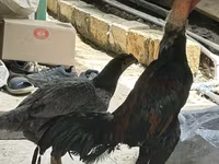 Chickens — foto 2