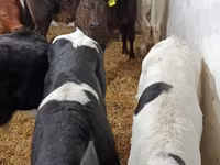 Lembu jantan, Cattle — foto 8