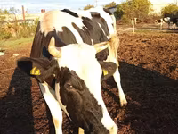 Krava, Russian Black pied cattle — foto 3