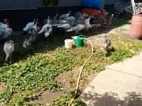 Turkeys — 3. fotó