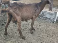 Kambing betina, Beetal goats — foto 4