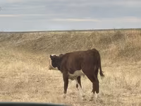 ثور, Simmental cattle — الصورة 3