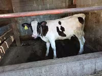 Toro, Swiss cattle — foto 1