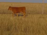 گاو نر, Swiss cattle — عکس 2