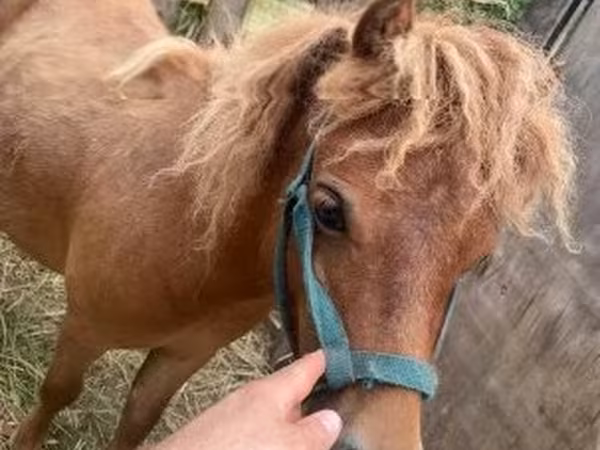 Horse (M), Shetland Pony — Hungary