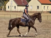 பெண் குதிரை, Hungarian horse breed — புகைப்படம் 3