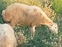 Owca, Owce — zdjęcie 1