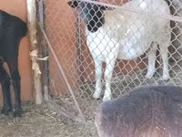 قوچ, Dorper sheep — عکس 1