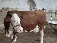 Ταύρος, Simmental cattle — φωτογραφία 7