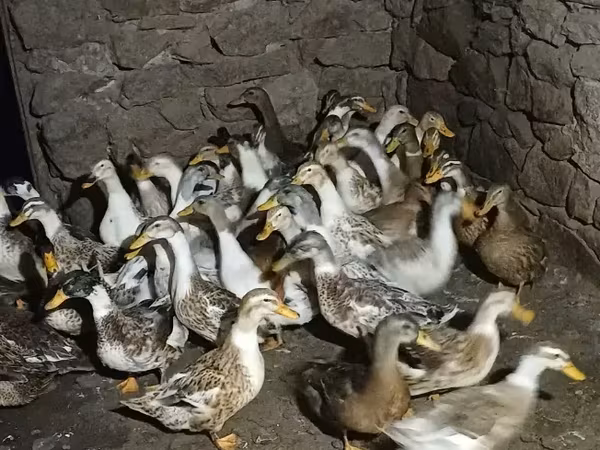 Ducks