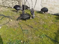 Turkeys — Foto 5