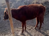 Vacă, Bovine — foto 6