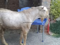ছাগল, ছাগল — ছবি 1