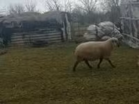 Vædder, Shroshire sheep — foto 2