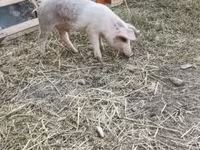 Babi hutan, Дюрок — foto 8
