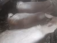 بز ماده, بز — عکس 3