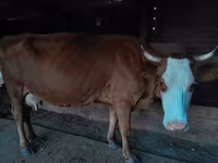 Cow, Cattle — photo 5