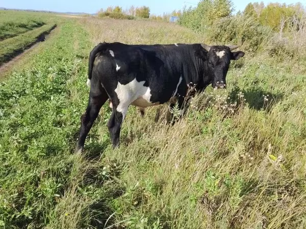 ወንድ በሬ, Russian Black pied cattle