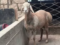 Vædder, Arashan sheep — foto 1