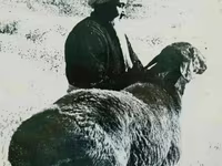 گوسفند (گروه، جنسیت مشخص نشده), گوسفند — عکس 1