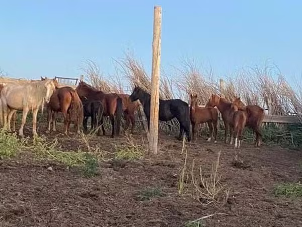 Kobila, Horse breed