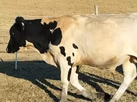 Bulle, Russian Black pied cattle — Foto 6