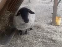 Widder, White Suffolk sheep — Foto 5