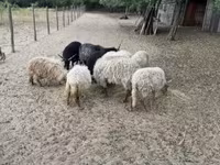 Kambing jantan, Racka sheep — foto 4