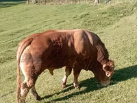 ወንድ በሬ, Limousin cow — ፎቶ 4