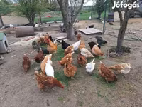Chickens — снимка 4