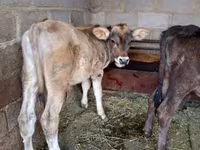 گاو نر, نژاد آلتائو — عکس 3