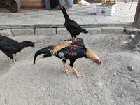 Chickens — الصورة 6